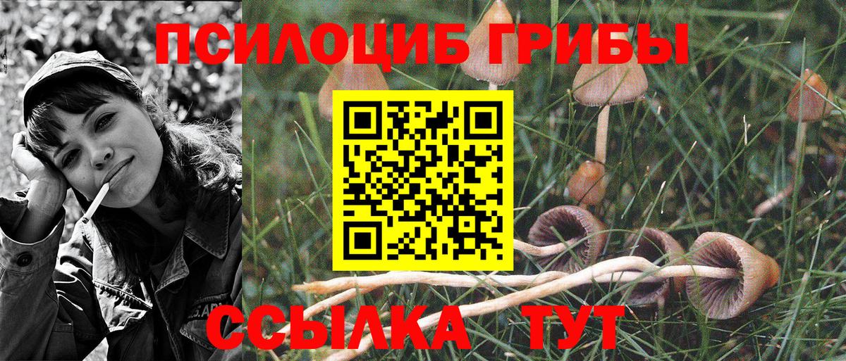 Псилоцибиновые грибы Cubensis Кострома